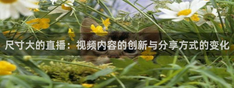 飞速直播足球比赛